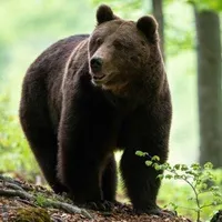 Urs brun în pădure- Foto: PEXELS PHOTOS/ Vincent M.A. Janssen