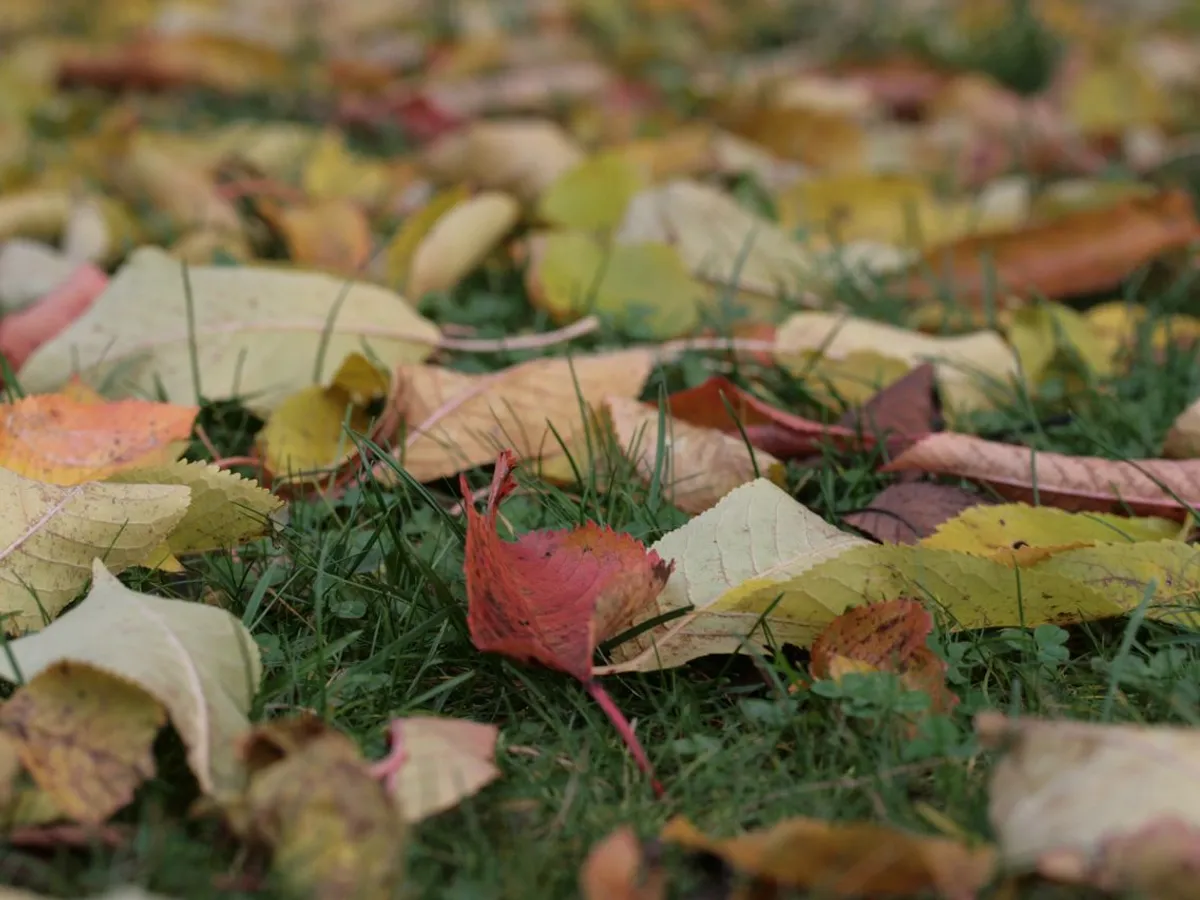Frunze - Foto: Pexels (Imagine cu rol ilustrativ)