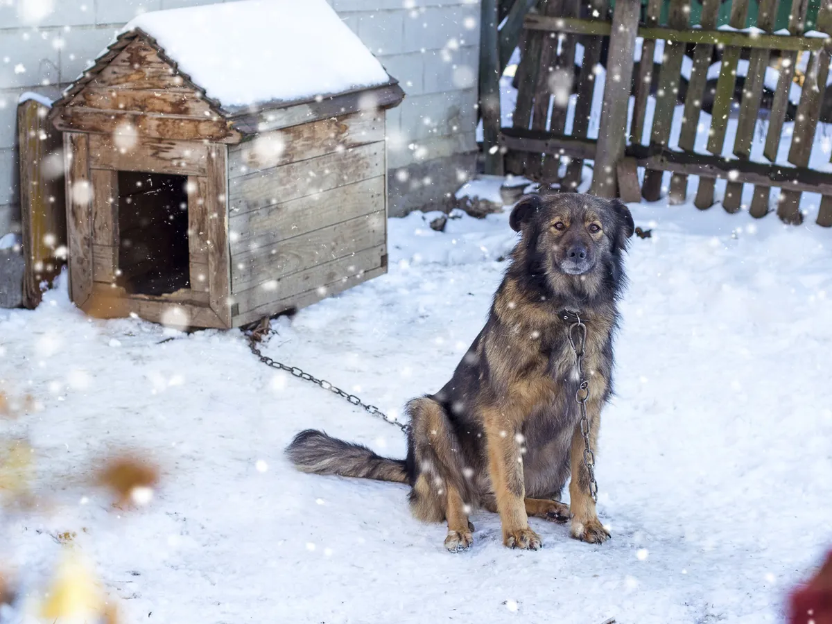 Ai un câine de pază? Află cum să pregătești cușca lui pentru sezonul rece, să fie cald și protejat