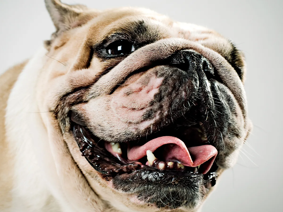 Buldog englez