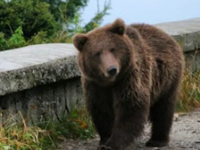 Turist, amendat de jandarmi cu 500 lei pentru hrănirea unui urs în zona drumului Cotei 1400 Sinaia. / Foto: evz.ro