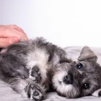 Câte animale de companie sunt în România? 1,5 milioane au fost adoptate de pe străzi Foto: Profimedia Images (fotografie cu caracter ilustrativ)