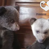Salvarea celor doi pui de urs i-a adus ONG-ului Prietenii berzelor o amendă de 10.000 de lei. Sursă imagine: Facebook Prietenii berzelor