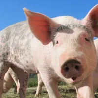 Ţăranii care sunt obligaţi să renunţe creşterea porcului ar putea primi vouchere de 1.00 de lei - Foto: Pexels
