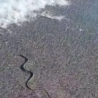 Litoralul românesc: Șerpi pe o plajă în Saturn, printre turiști Foto: Facebook