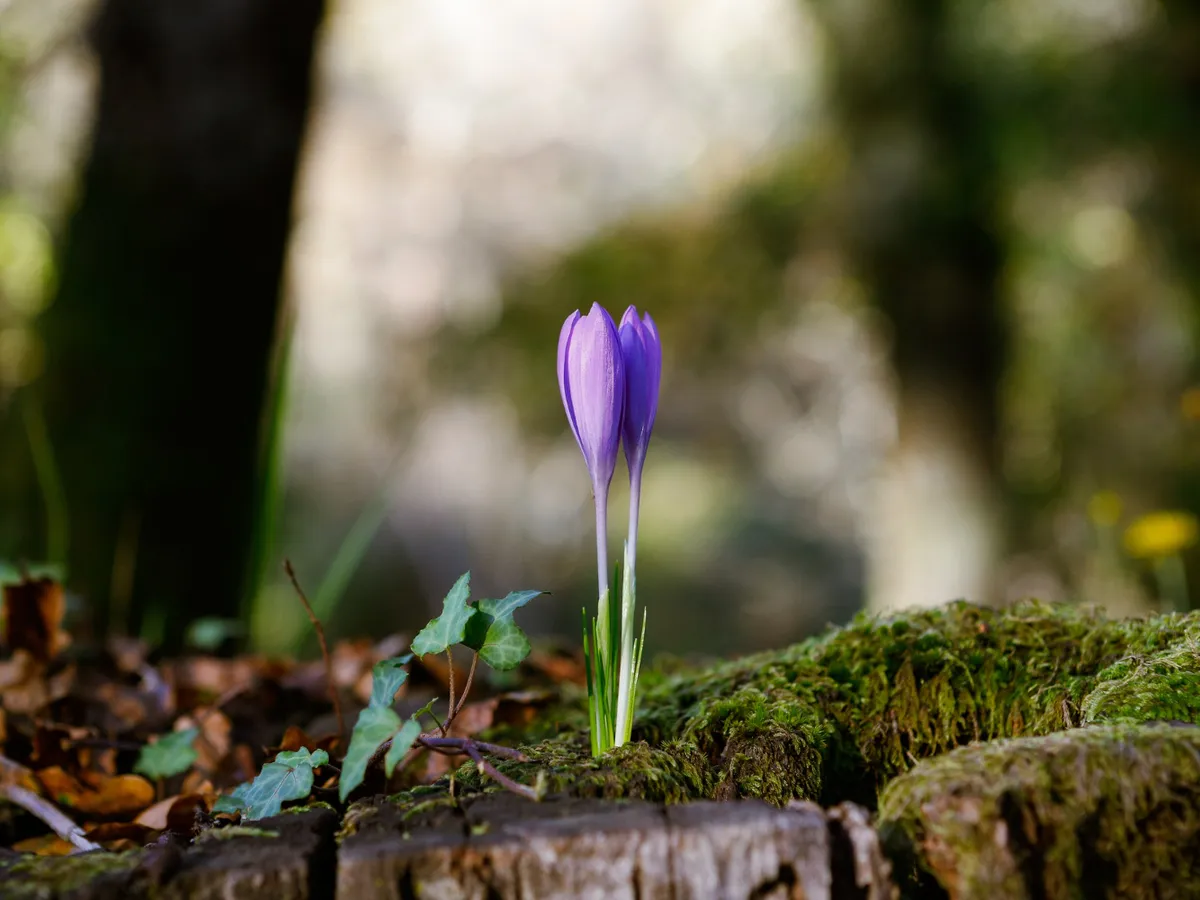 Vreme mai caldă în aproape toată ţara: până la 16 grade în Banat, ceaţă dimineaţa în sud şi est