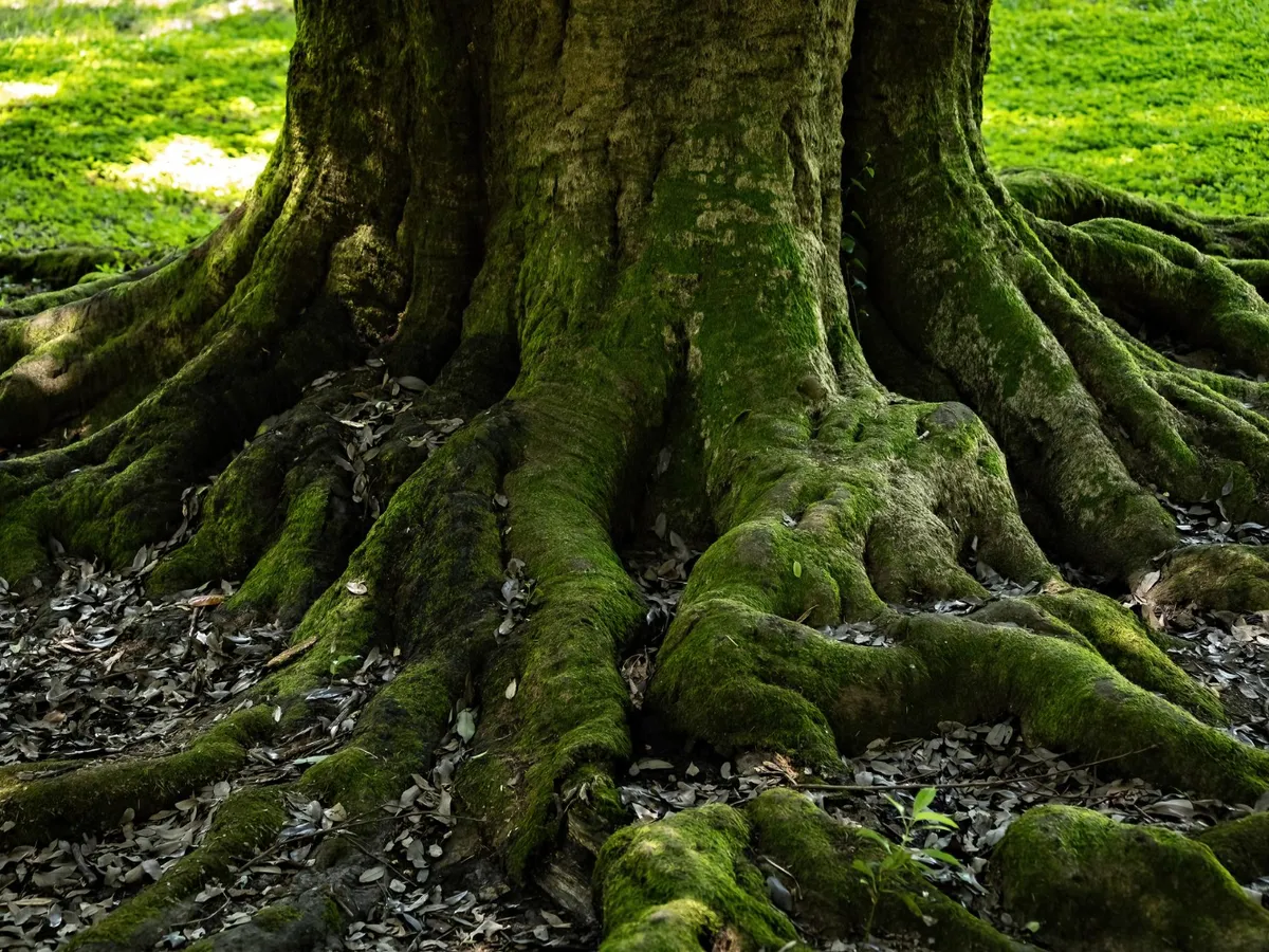 Rădăcini - Foto: Freepik