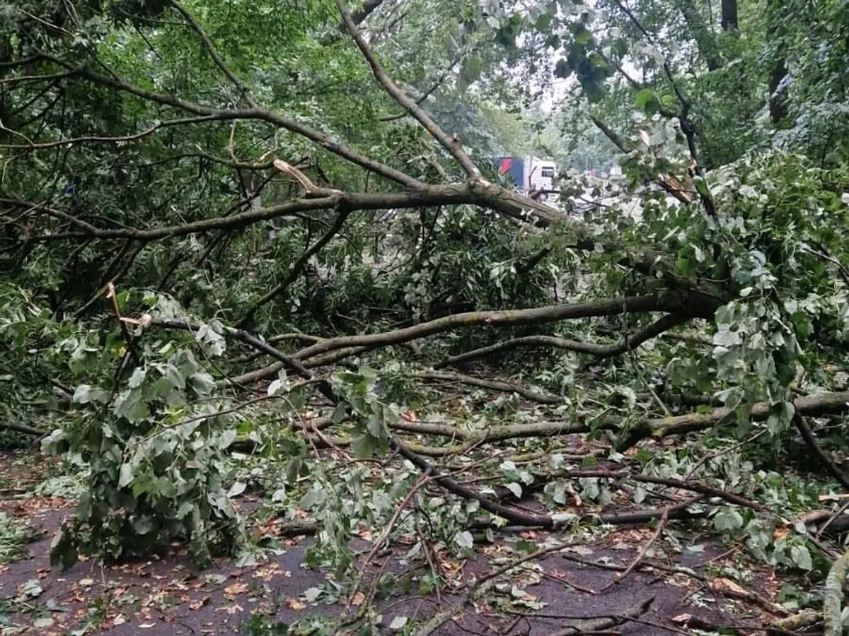 Un cartier din Capitală este complet blocat de copacii căzuţi în urma furtunii - Foto: Facebook/Florentina Mostovei
