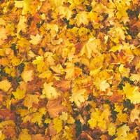 VREMEA Vom trece de la vară la iarnă brusc. La ce temperaturi să ne așteptăm până în noiembrie Foto: Pexels (fotografie cu caracter ilustrativ)
