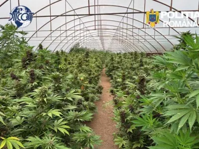 Polițiștii au descoperit într-un solar de mari dimensiuni din județul Neamț 2.669 de plante de canabis - Foto: IPJ Neamţ