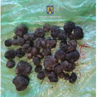 Trei bărbați au fost prinși cu o cantitate impresionantă de trufe. Aveau și câini specializați Foto: profimedia