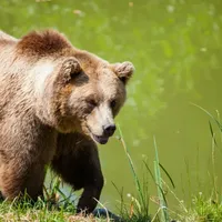 Un urs a intrat într-o curte, în Râmnicu Vâlcea. A omorât un ied și a rănit alți doi - Foto: Pexels.com (Imagine cu rol ilustrativ)