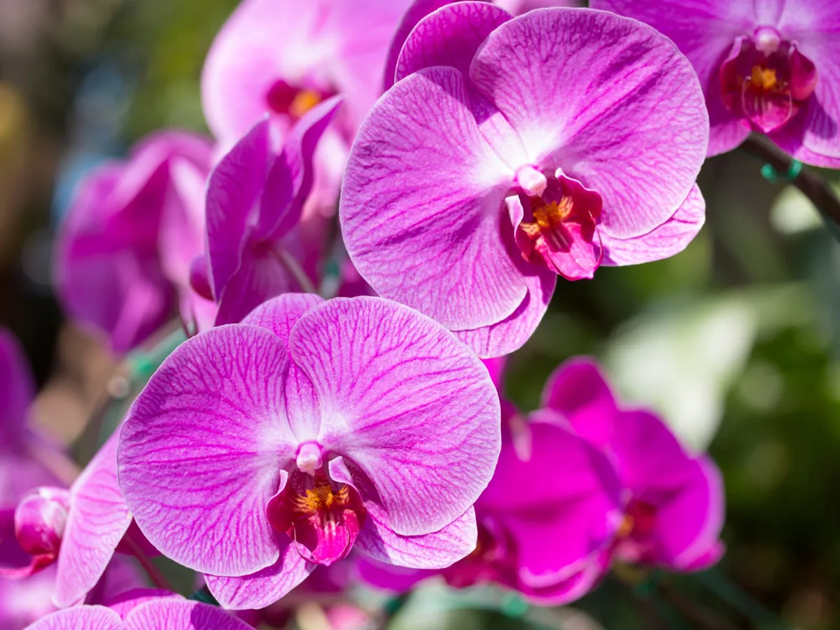 Dacă frunzele unei orhidee se ofilesc, nu înseamnă că trebuie să arunci planta. Cum poți salva floarea?