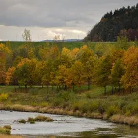 Ţara în care va fi oprită tăierea pădurilor - Foto: Pexels/Aleksandra S