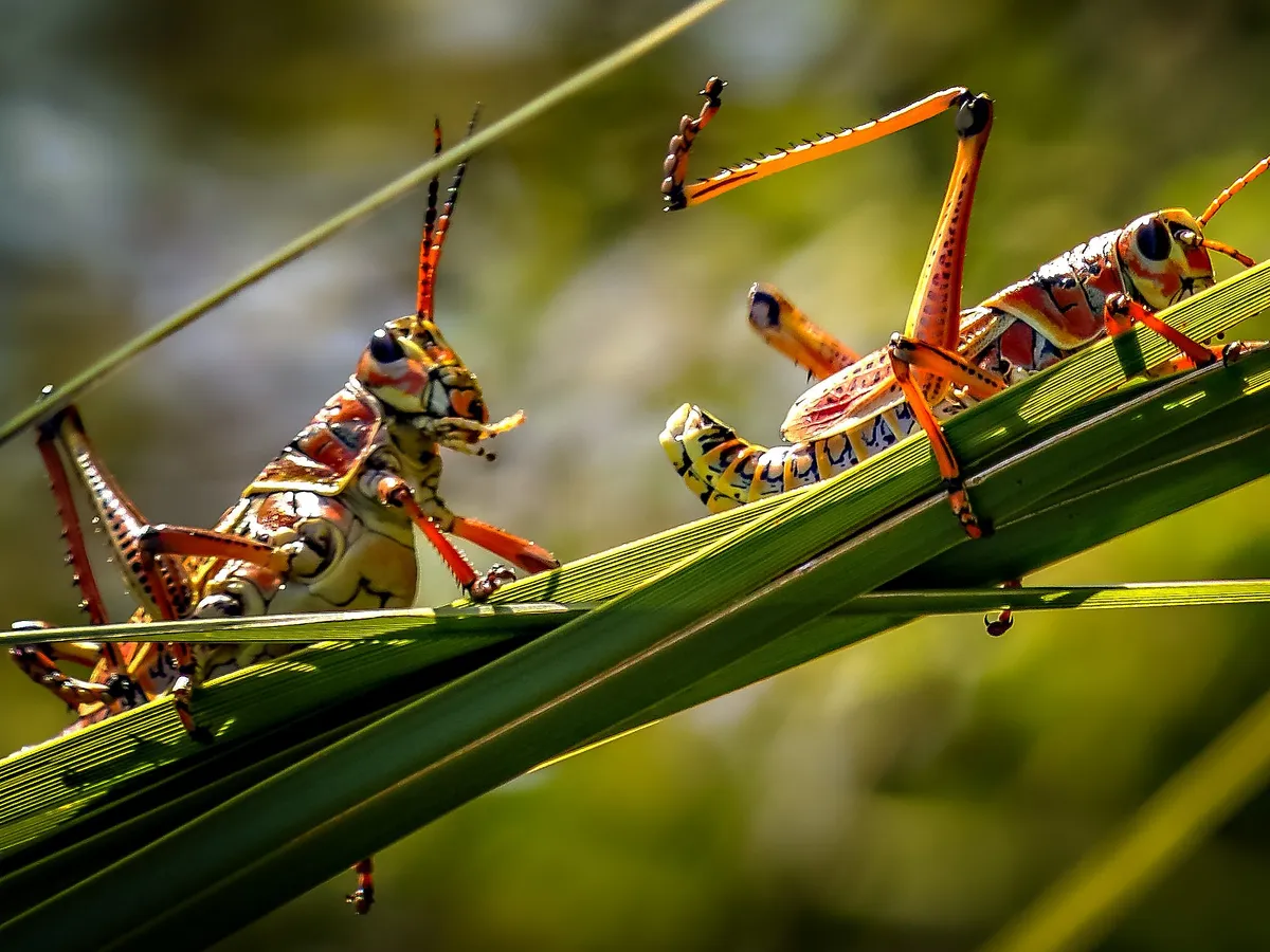 Lăcuste Foto: Pexels (imagine cu rol ilustrativ)