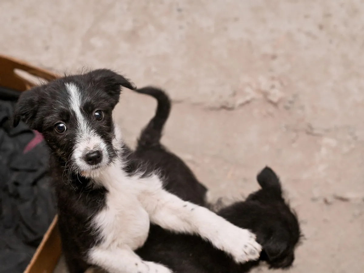 Cruzime fără margini de Paște. Doi căței, omorâți în bătaie pentru că au lătrat la un copil - Foto: Profimedia images - Caracter ilustrativ