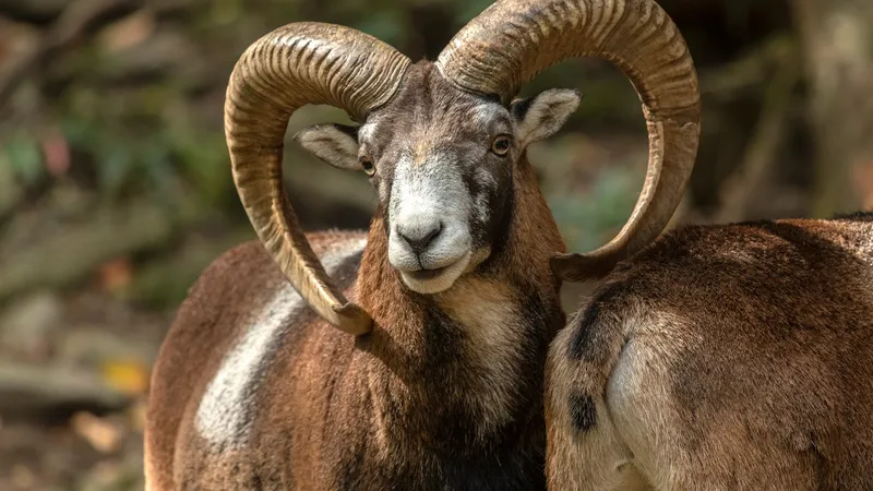 Muflon - Foto: Profimedia