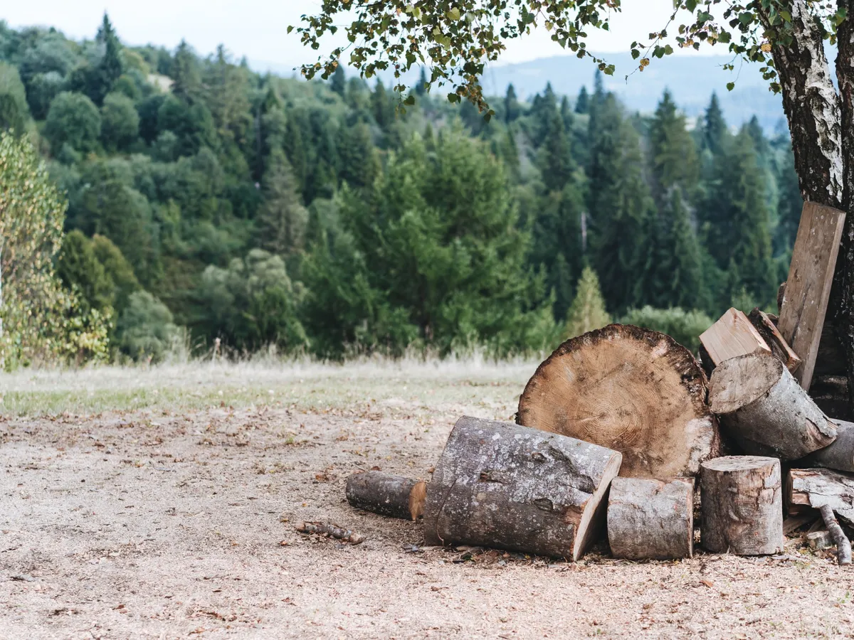 Romsilva a investit 289 milioane lei în drumuri forestiere, depozite și utilaje moderne în 2025