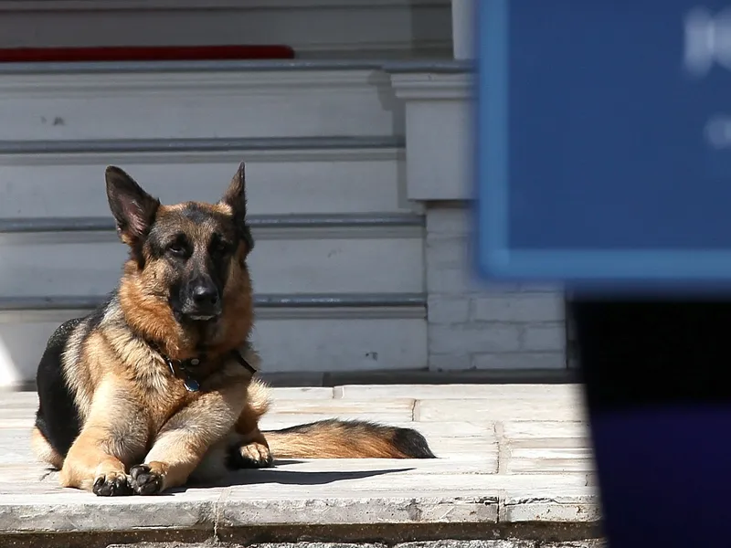 Câinii președintelui a fost trimiși de la Casa Albă la reședința acestuia din Wilmington/FOTO: Getty