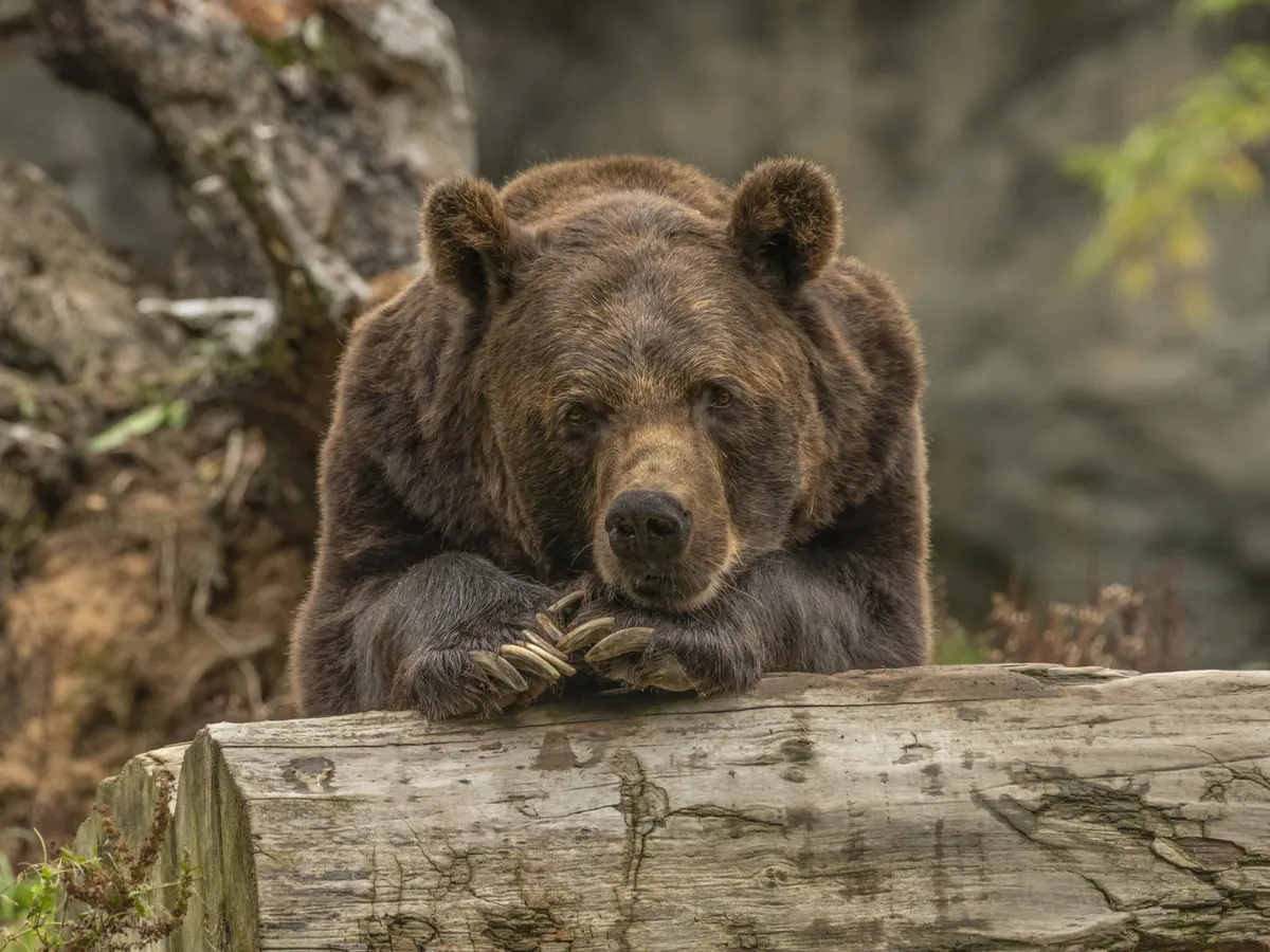 Foto: Un urs a fost văzut în Alba Sursa: Frepiik (rol ilustrativ)
