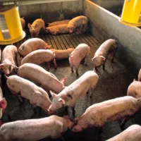 Fermă de porci - Foto: Profimedia