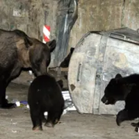 Urşii agresivi ar putea fi tranchilizaţi şi relocaţi sau împuşcaţi. / Foto: newsbv.ro