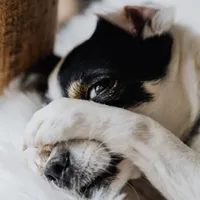 Foto: Karolina Grabowska/ Pexels