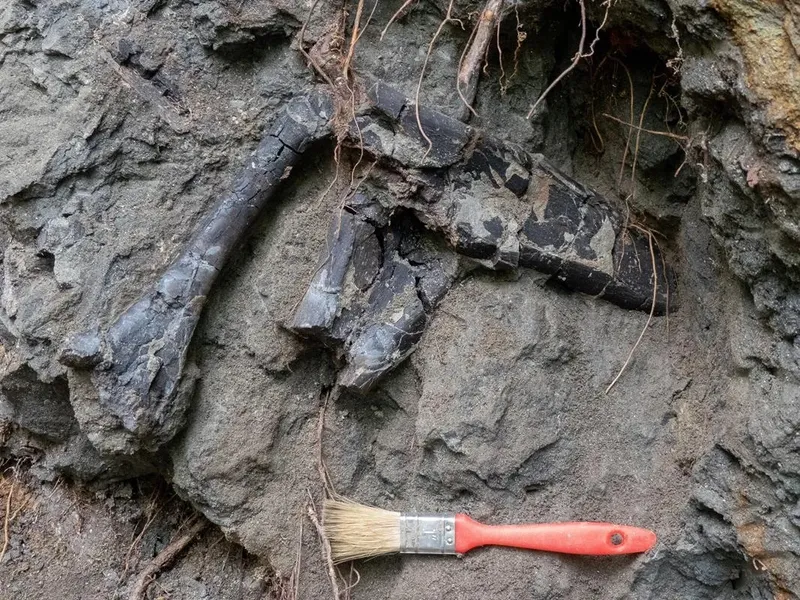 Descoperire în Transilvania - Foto: Elte