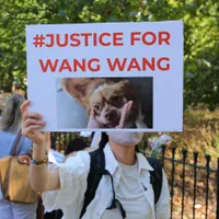 Participanții unui protest care a avut loc la Londra țin bannere și pancarte în sprijinul campaniei „Justiție pentru Wang Wang” și pentru sensibilizarea opiniei publice cu privire la protecția animalelor Foto: profimediaimages.ro