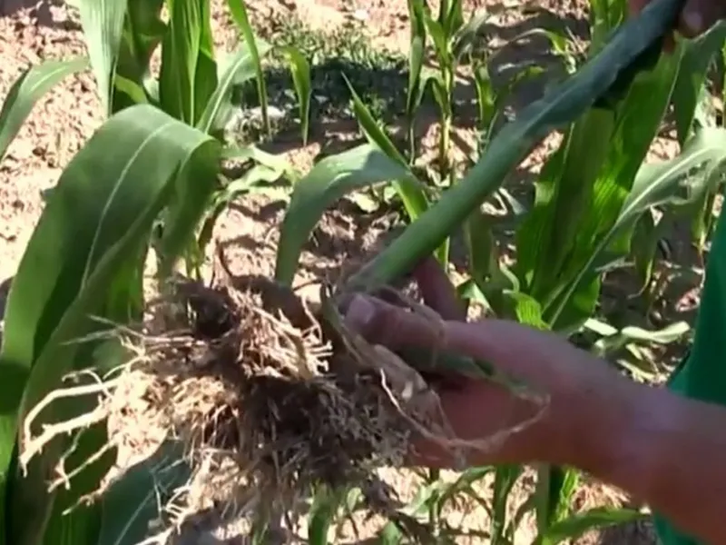 Seceta a distrus culturile. Fermierii cer ajutorul statului pentru a salva agricultura Foto: Antena 3