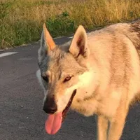 Arya, cățelușa eroină/FOTO: facebook.com