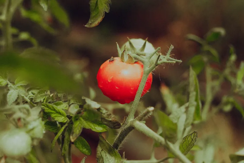 roșie Foto: Pexels (imagine cu rol ilustrativ)