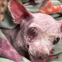 Un câine și-a regăsit stăpâna, după 9 ani de la dispariție. A fost identificat datorită microcipului - Foto: People.com