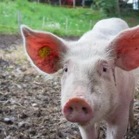 Pesta procină a decimat fermele de porci din Olt. Zeci de mii de animale vor fi sacrificate Foto: Pexels (fotografie cu caracter ilustrativ)