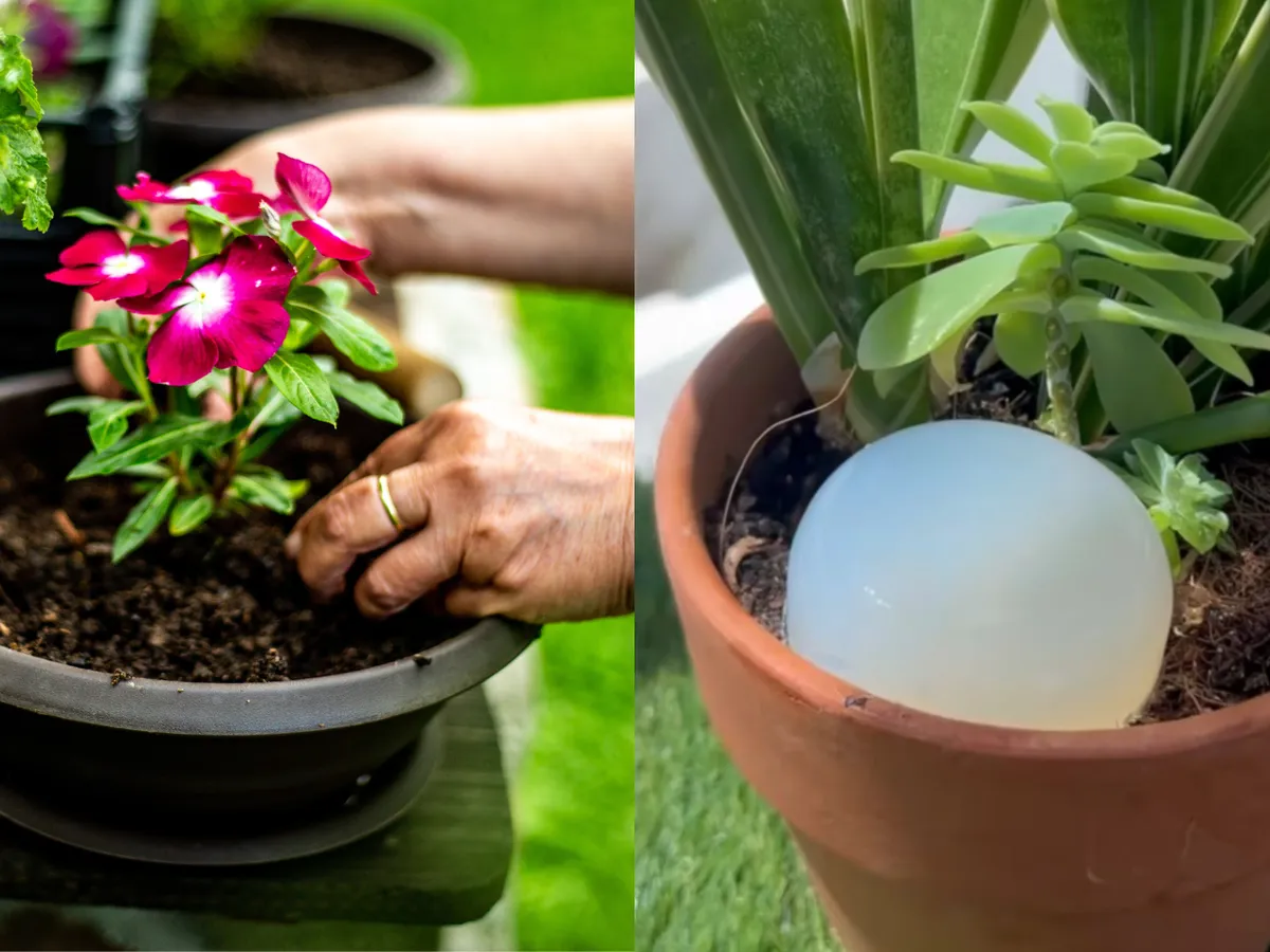 Trucul simplu pentru a-ți uda plantele și florile în timp ce ești în vacanță sau departe de casă - Foto: Istock / imagine cu rol ilustrativ