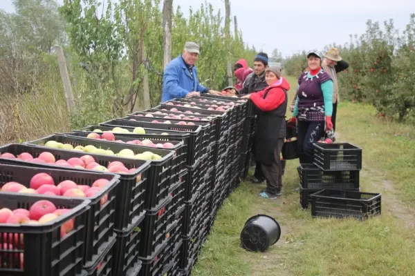 30.000 lei amendă pentru patru țărani ce vindeau mere la marginea drumului - Viața liberă