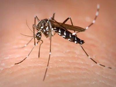 Tratament intens de combatere a țânțarilor West Nile/Foto: yahoo
