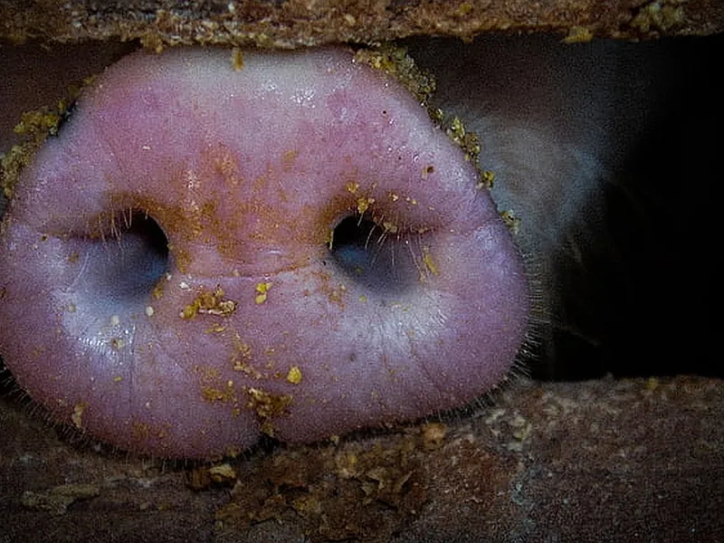 De ce nu poate fi eradicată în puţin timp epidemia cronică de pestă porcină din România - Foto: Hippopx