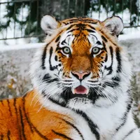 Tigrul a atacat un vizitator al grădinii zoologice Foto: Unsplash.com (imagine cu rol ilustrativ)