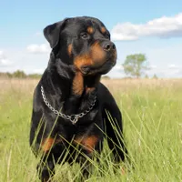 Rottweiler - Foto: Profimedia