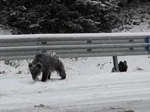 Pui de urs la marginea unui drum național din Vrancea/FOTO: facebook.com