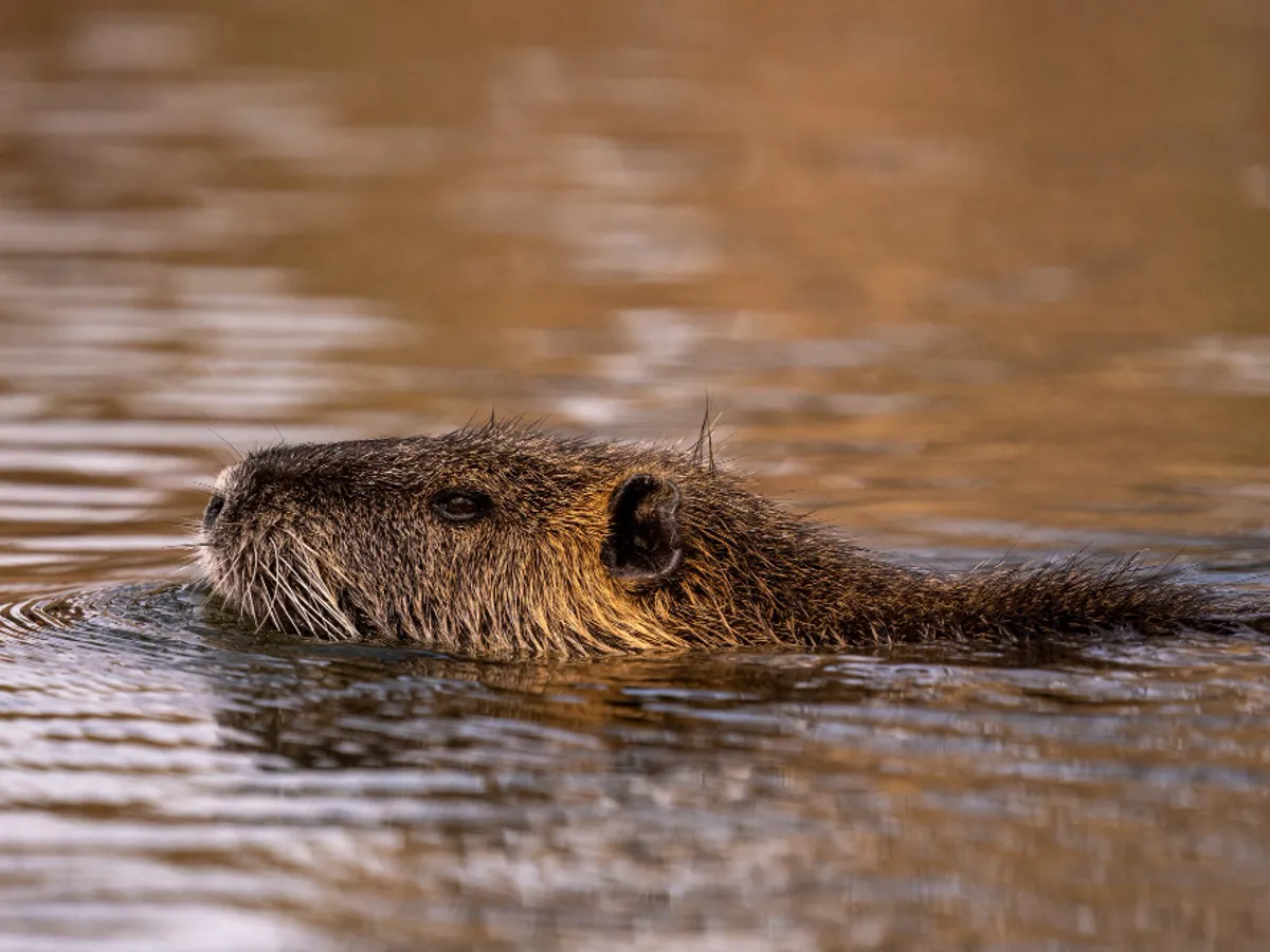 Nutrie- Foto: Freepik (rol ilustrativ)