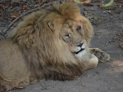 ALERTĂ Un leu se plimbă liber prin Târgoviște. A scăpat de la grădina zoologică