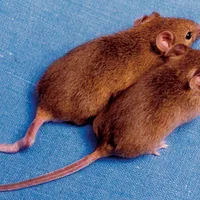 Şoareci cu doi taţi au fost creaţi în laborator, din celule prelevate de la doi masculi - Foto: Wikimedia/Photograph courtesy of Emma Whitelaw, University of Sydney, Australia/cc-by-2.5