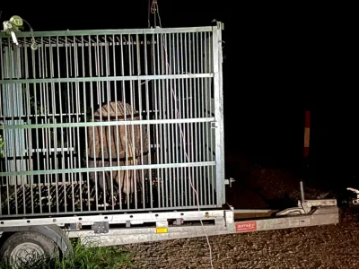 Un urs care obişnuia să intre în zonele locuite din Brașov a fost capturat și eutanasiat de autorități - Foto: Primăria Brașov