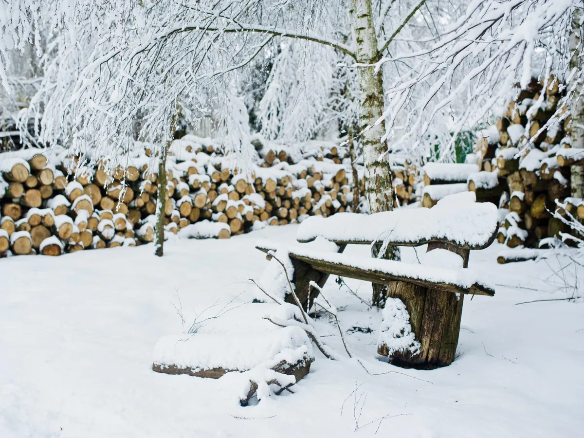 Gradina iarna - Foto: Freepik (Imagine cu rol ilustrativ)