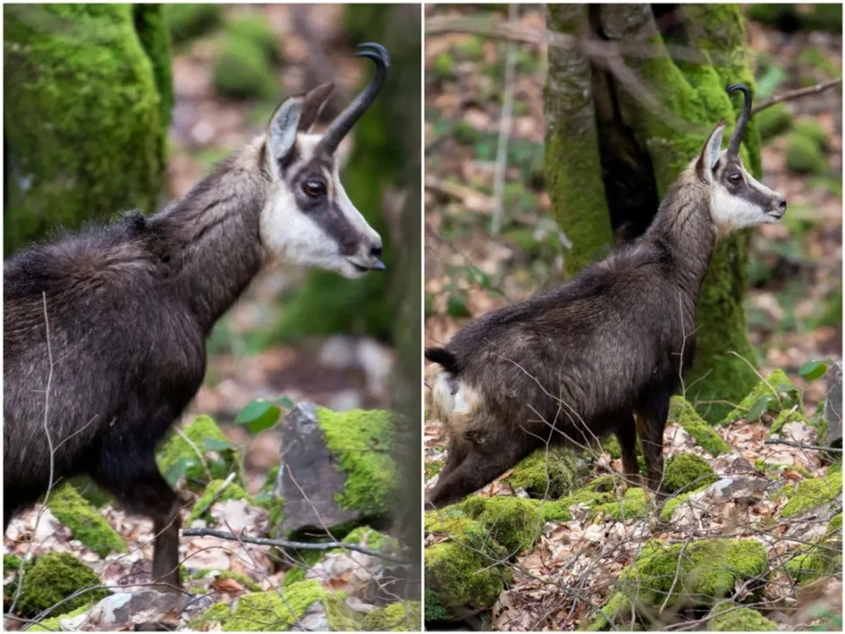 Capră neagră, colaj - Foto: Facebook/ Parcul Natural Apuseni