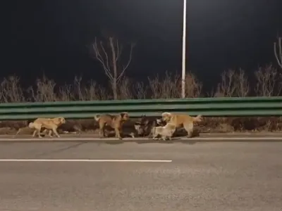 VIDEO 7 câini furați evadează dintr-o fabrică chinezească de carne. Formează o frăție și merg 16 km până acasă