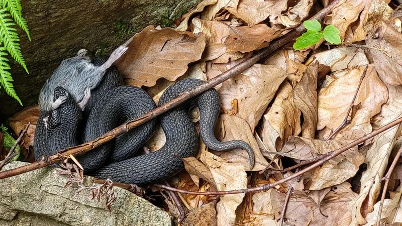Vipera surprinsă de cei doi ingineri silvici - Foto: Facebook/Romsilva - Direcția Silvică Hunedoara