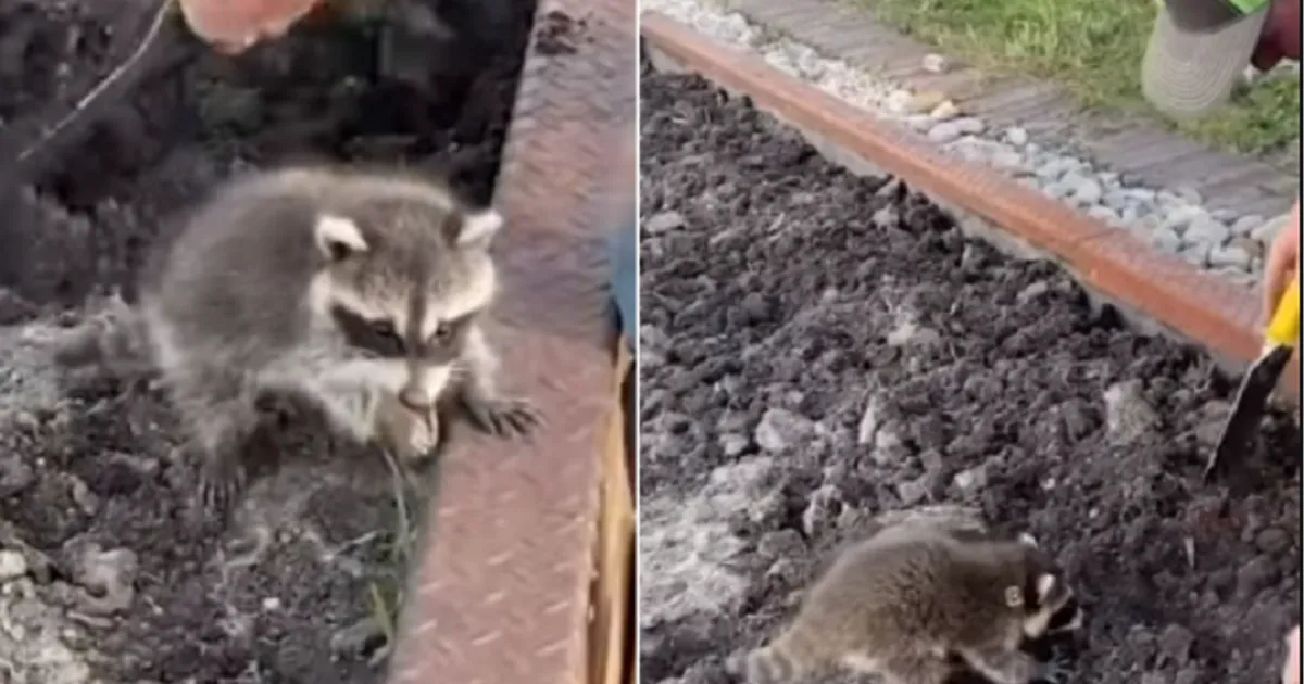 VIDEO Salvat de un cuplu de americani, un pui de raton s-a apucat de ...